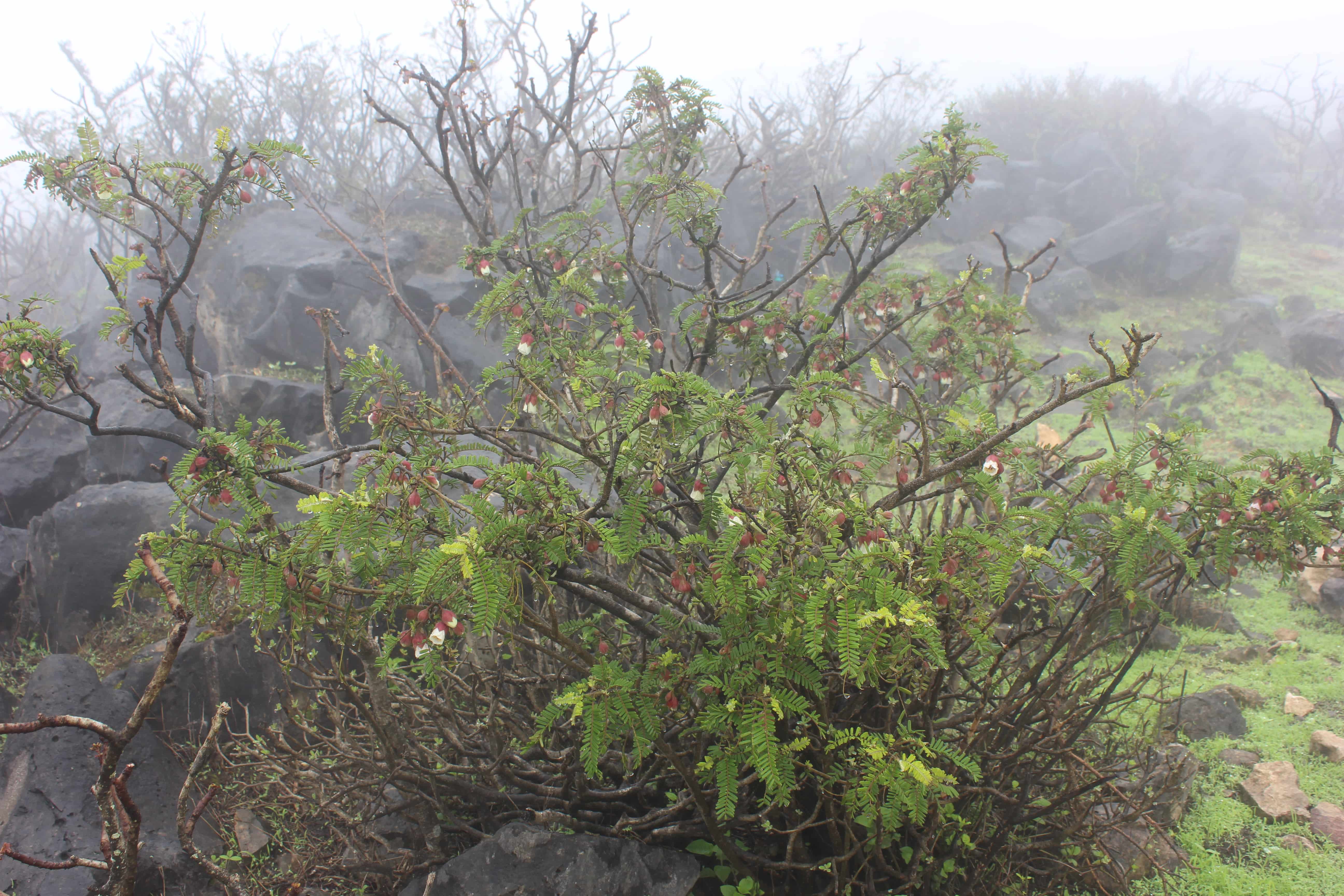 Plant Image
